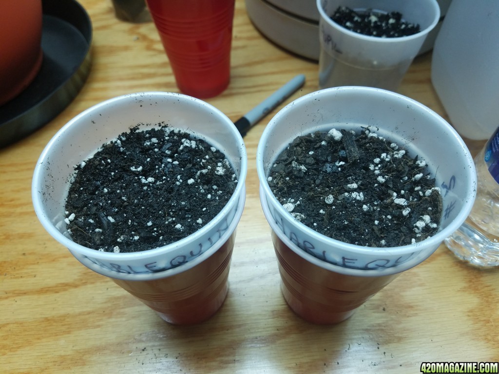 011718_Germination_5.jpg