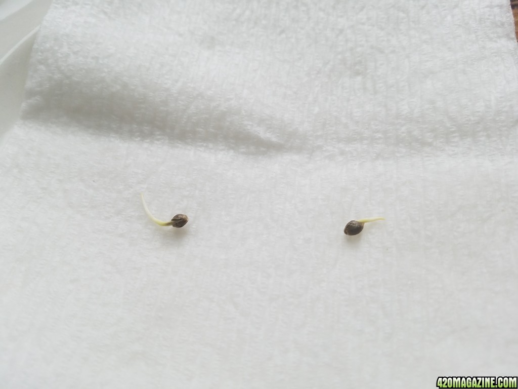 011718_germination_1.jpg