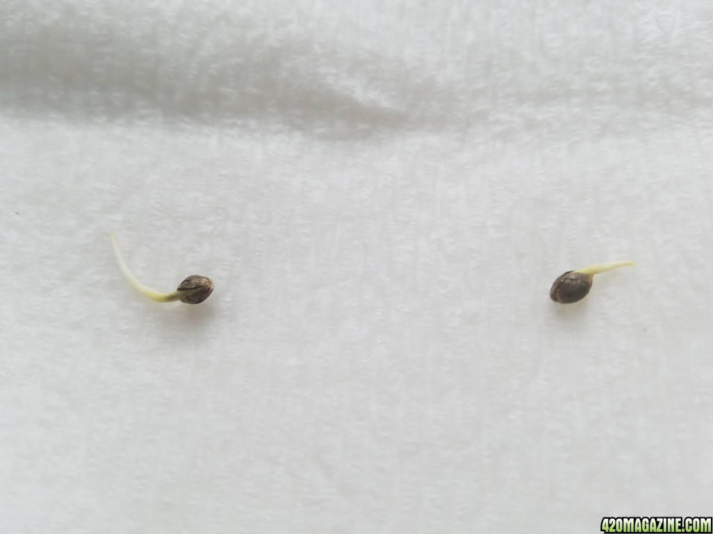 011718_germination_2.jpg