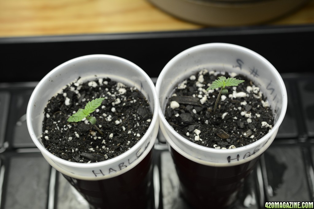 012218_Harlequin_Seedling_Day_5_1.JPG