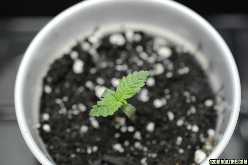 012218_Harlequin_Seedling_Day_5_2.JPG