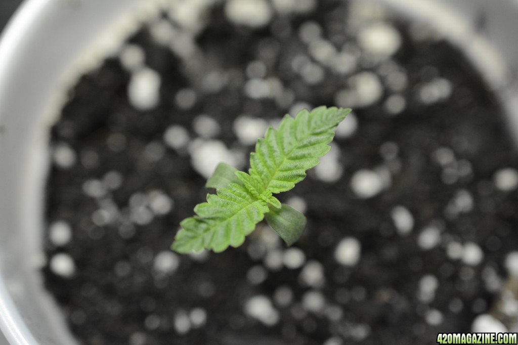 012218_Harlequin_Seedling_Day_5_3.JPG