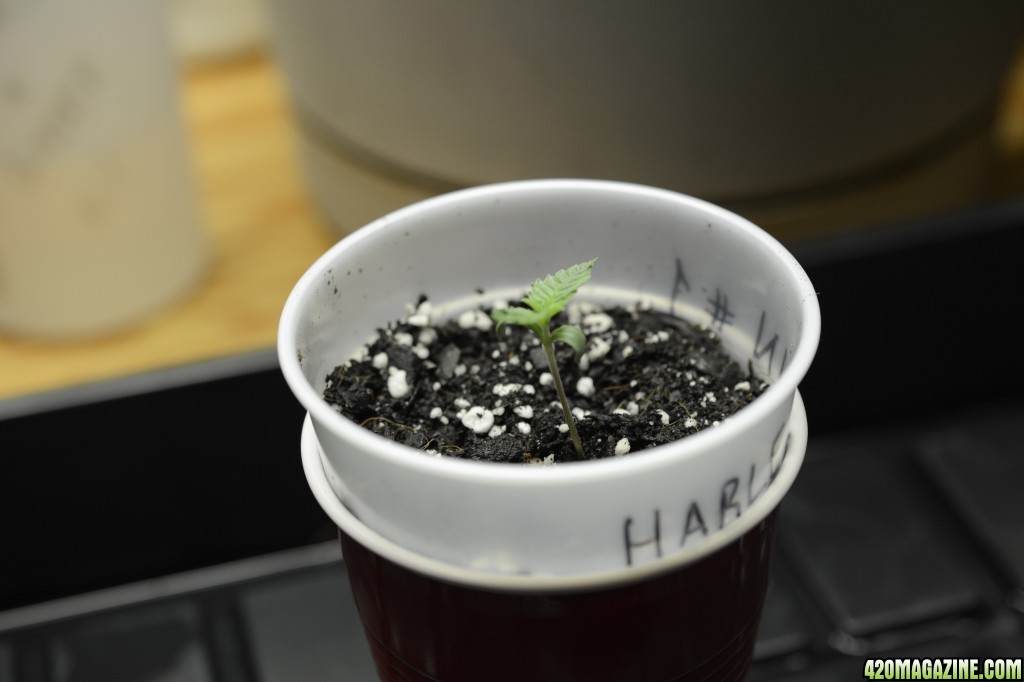 012218_Harlequin_Seedling_Day_5_4.JPG