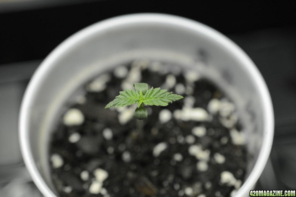 012218_Harlequin_Seedling_Day_5_5.JPG