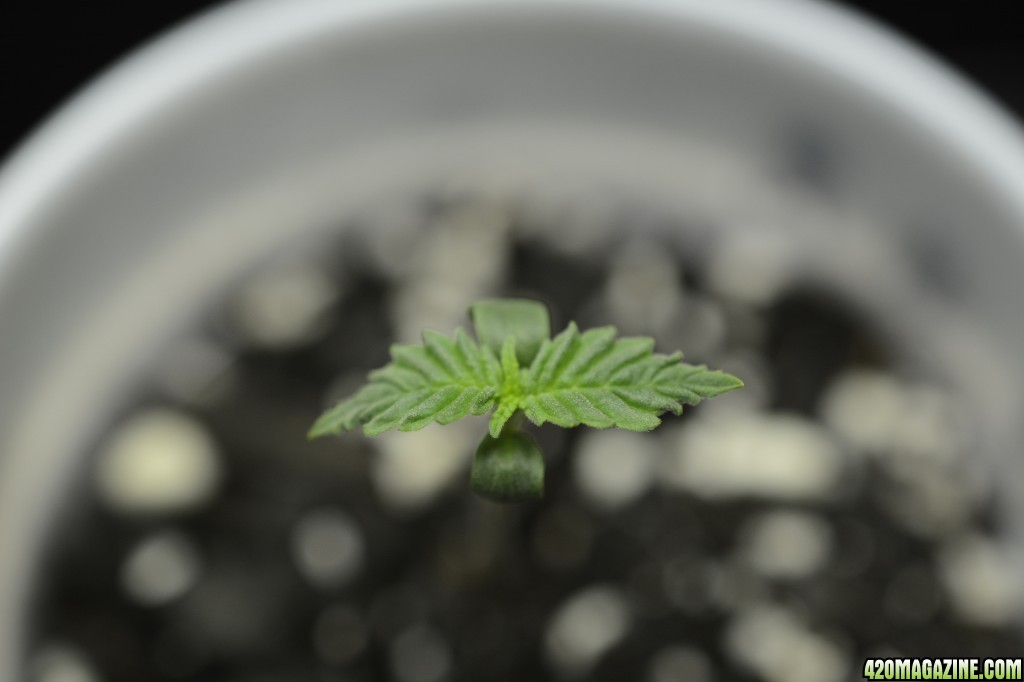 012218_Harlequin_Seedling_Day_5_6.JPG