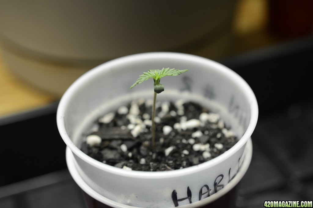 012218_Harlequin_Seedling_Day_5_7.JPG