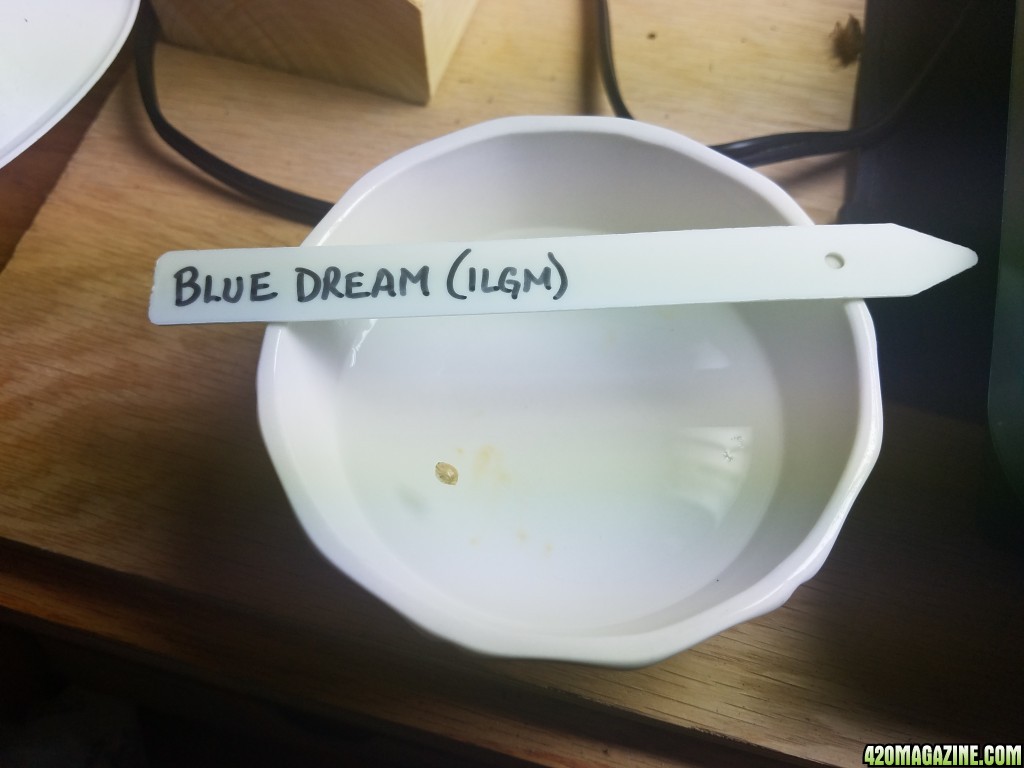 012918_Blue_Dream_Drop.jpg