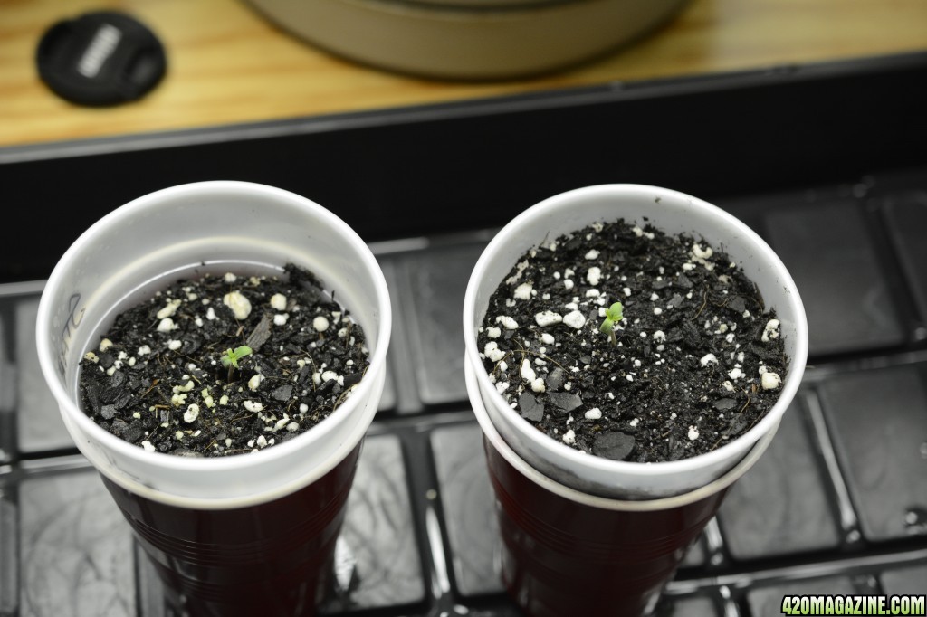 012918_Stankberry_Seedling_Day_1_1.JPG