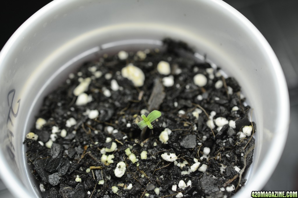 012918_Stankberry_Seedling_Day_1_2.JPG