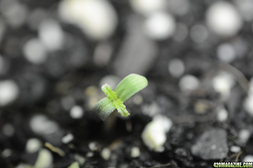 012918_Stankberry_Seedling_Day_1_3.JPG