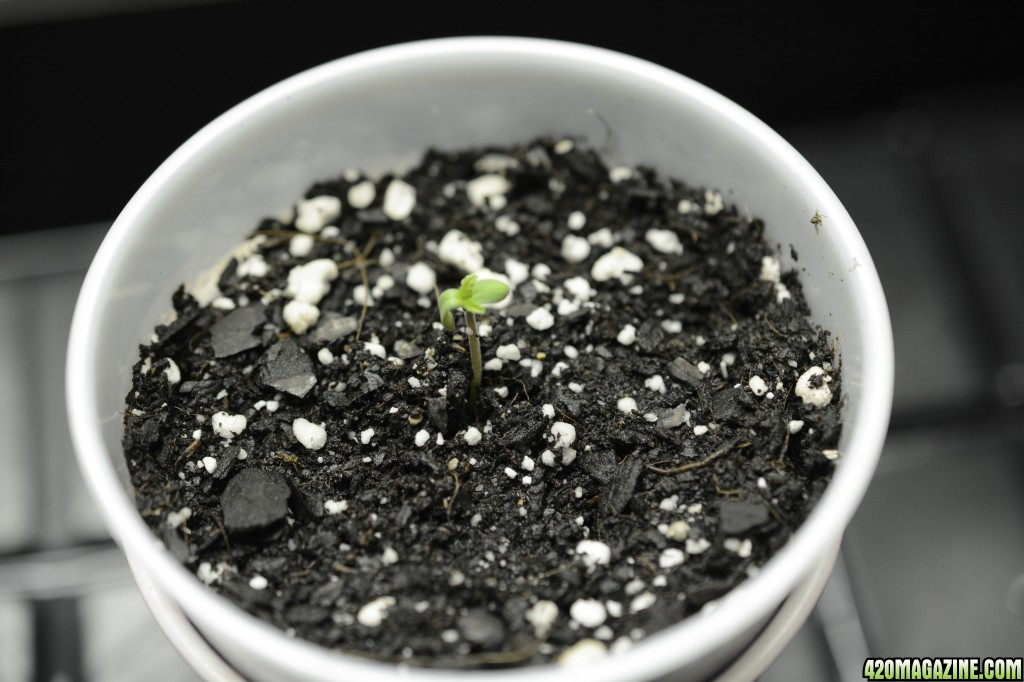 012918_Stankberry_Seedling_Day_1_4.JPG