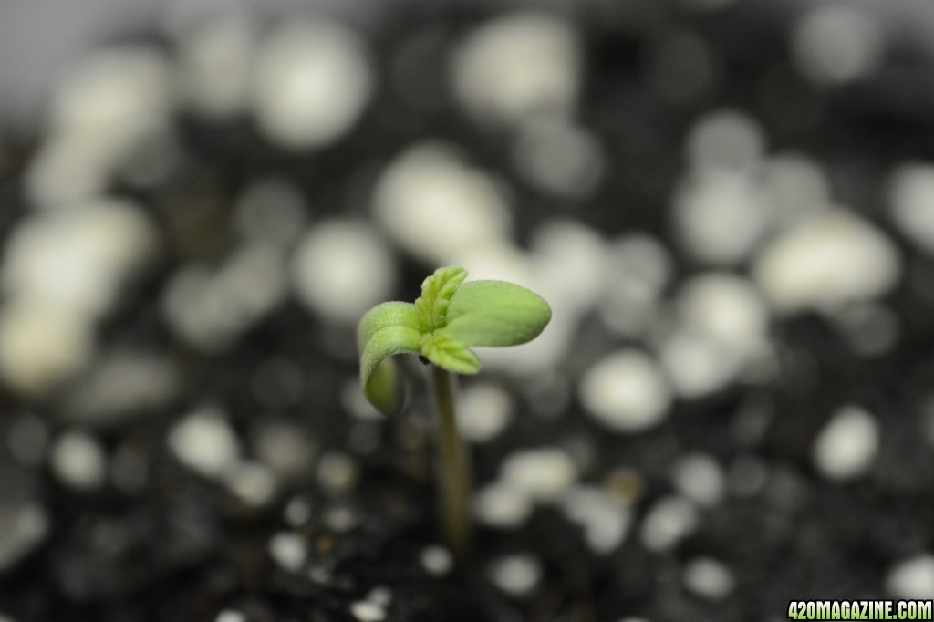 012918_Stankberry_Seedling_Day_1_6.JPG