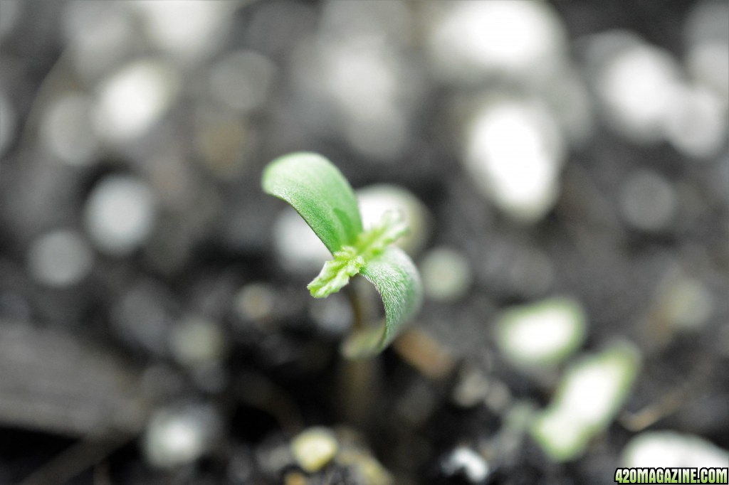 012918_Stankberry_Seedling_Day_1_7.JPG