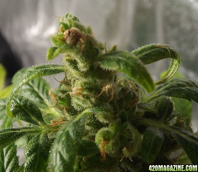 02-02-2012_AutoBlueHimalayaDiesel_TopSeed.jpg