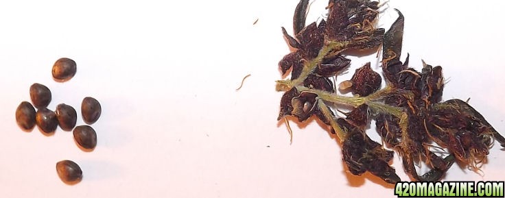 02-04-2012_AutoPurple_Seeds_Bud.jpg