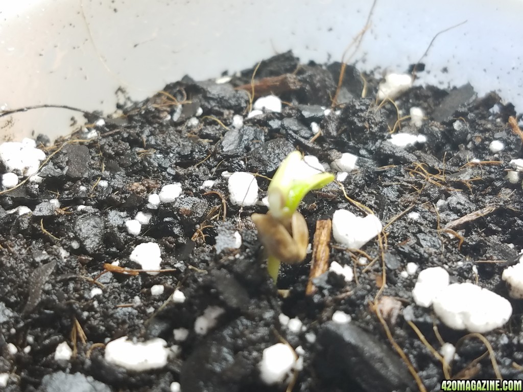 020218_Blue_Dream_Germination_Day_1_3.jpg