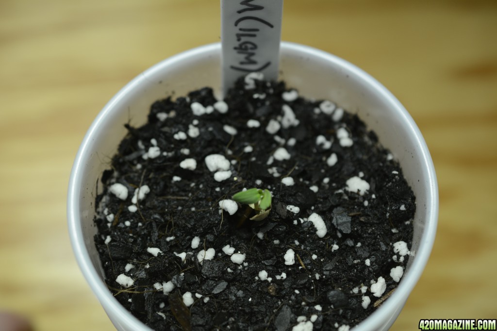 020218_Blue_Dream_Seedling_Day_1.JPG