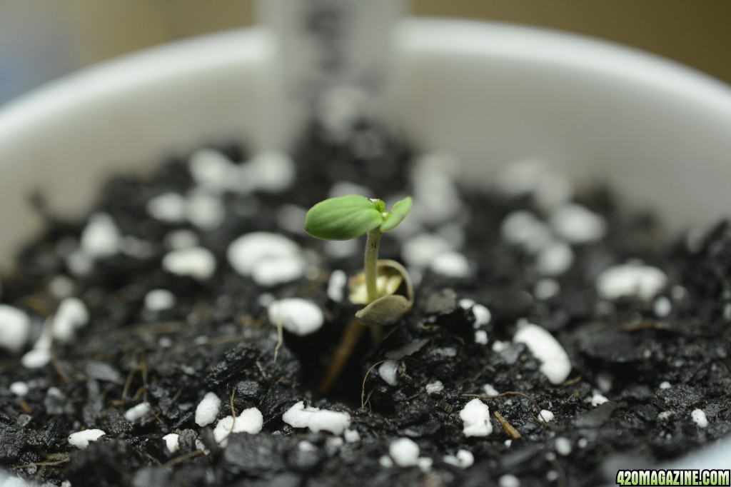 020218_Blue_Dream_Seedling_Day_2.JPG