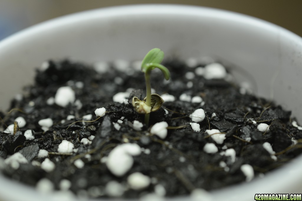 020218_Blue_Dream_Seedling_Day_3.JPG