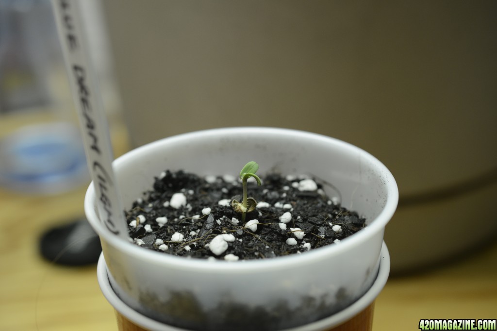 020218_Blue_Dream_Seedling_Day_4.JPG