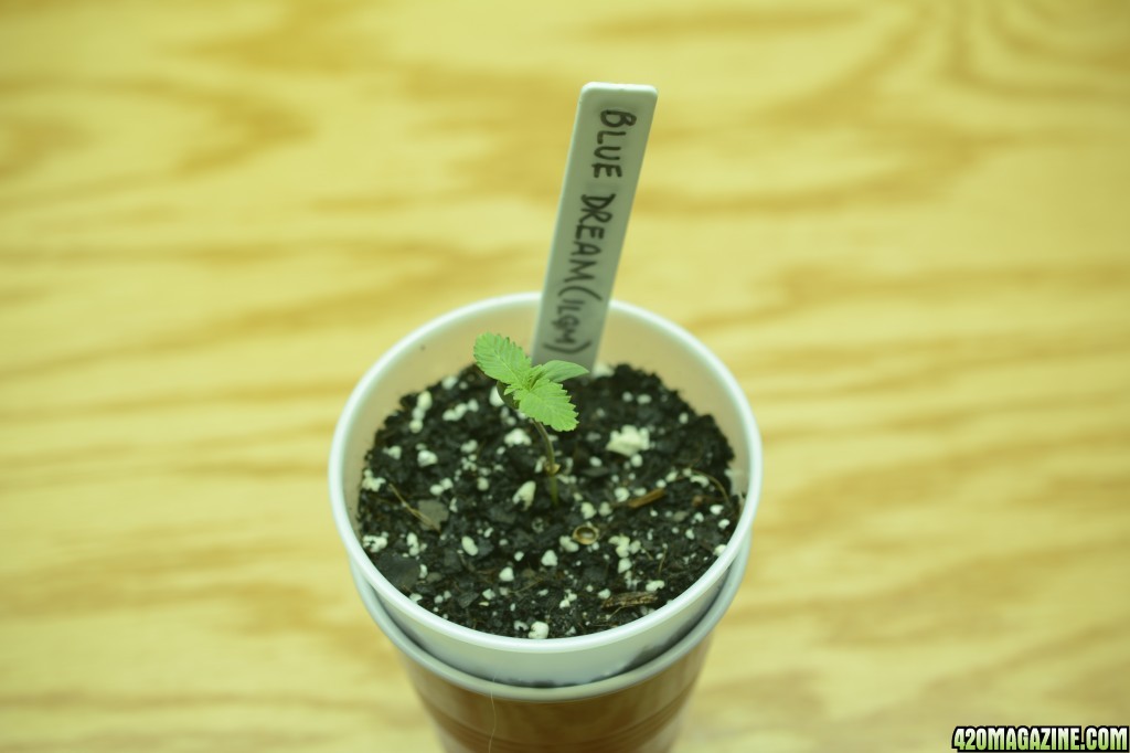 020618_Blue_Dream_Seedling_Day_5_1.JPG