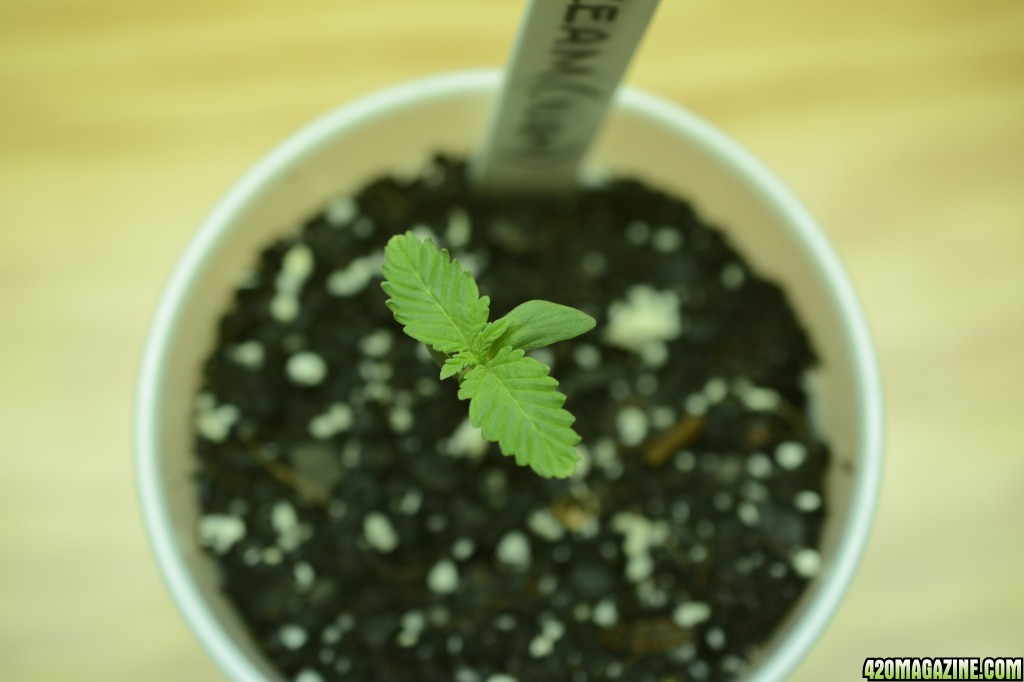 020618_Blue_Dream_Seedling_Day_5_2.JPG