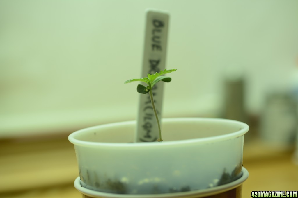 020618_Blue_Dream_Seedling_Day_5_4.JPG