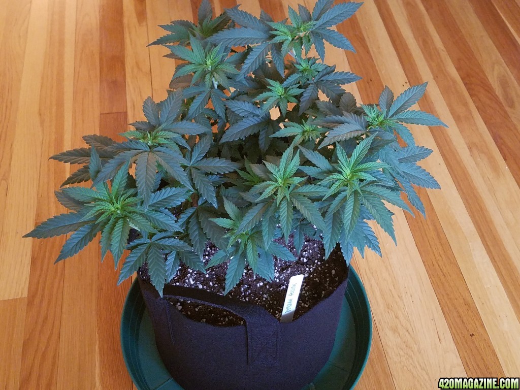 050317_Durban_Poison_2.jpg