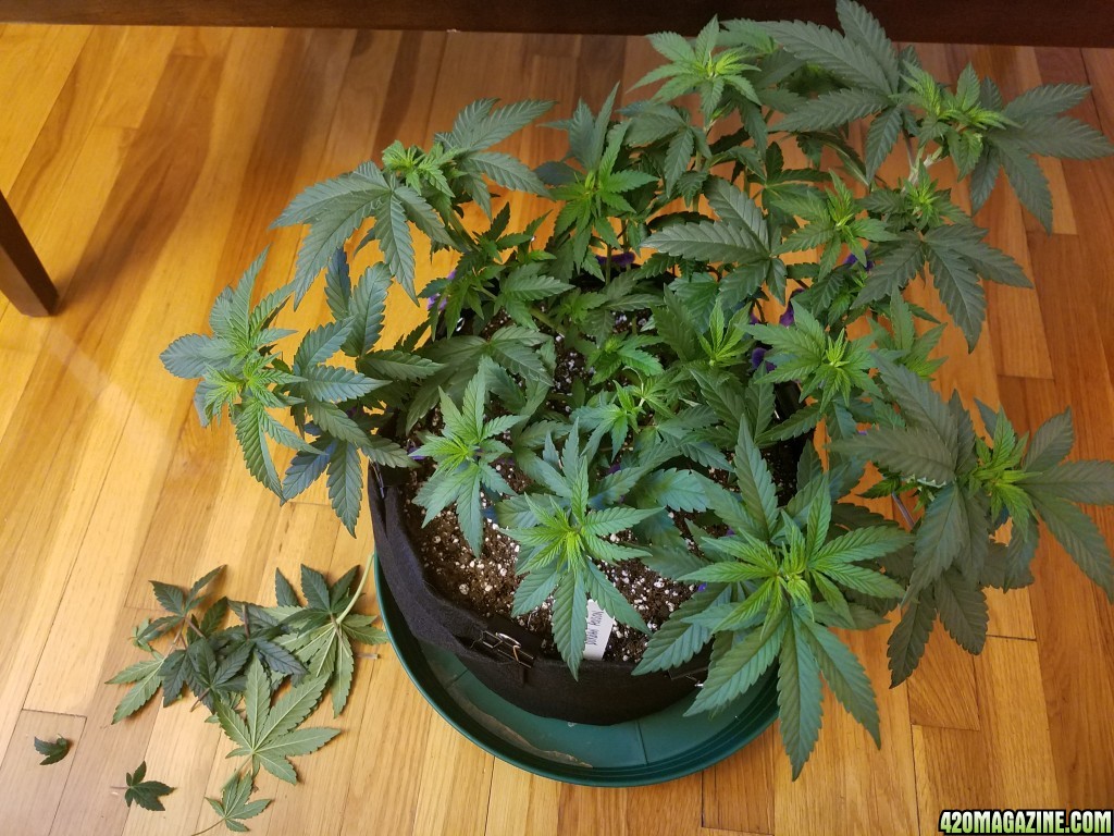 050317_Durban_Poison_5.jpg