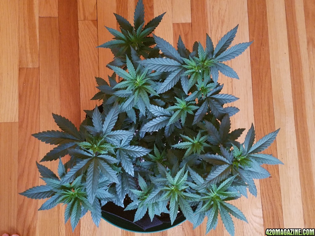 050317_Durban_poison_3.jpg