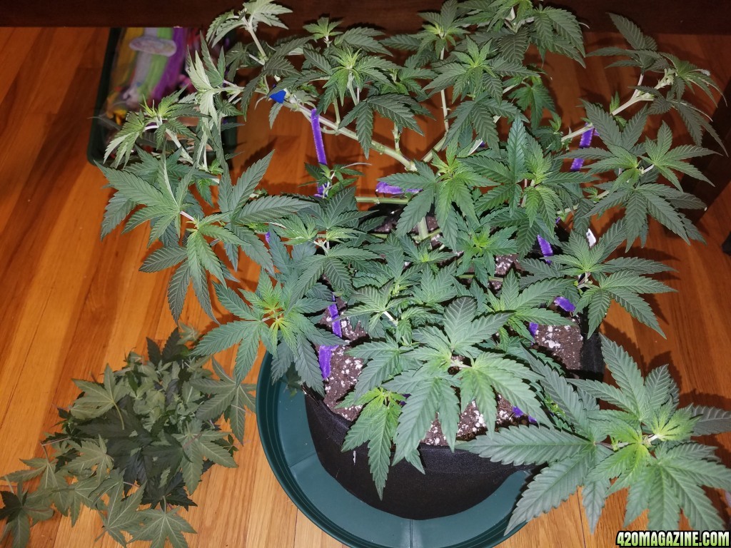 050917_Durban_Poison_4.jpg