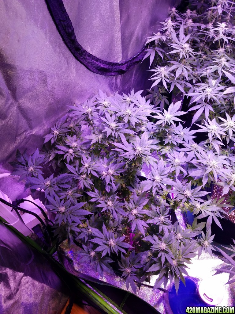 060917_Tent_2_Blue_Kush.jpg