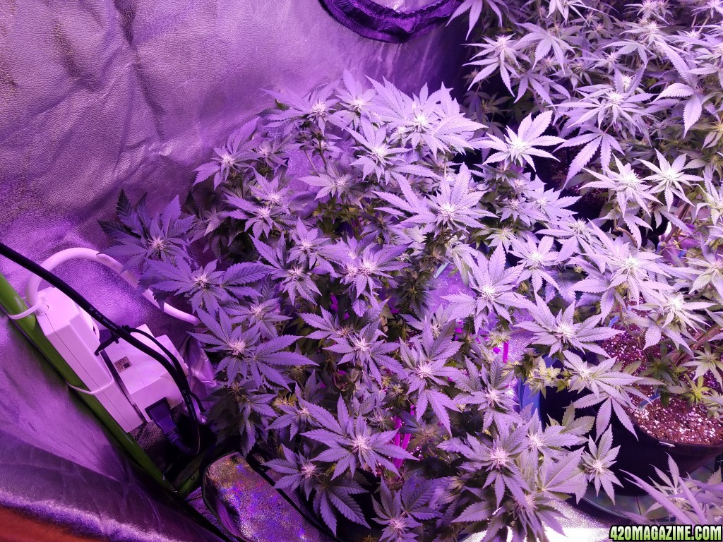 060917_Tent_4_Blue_Kush.jpg