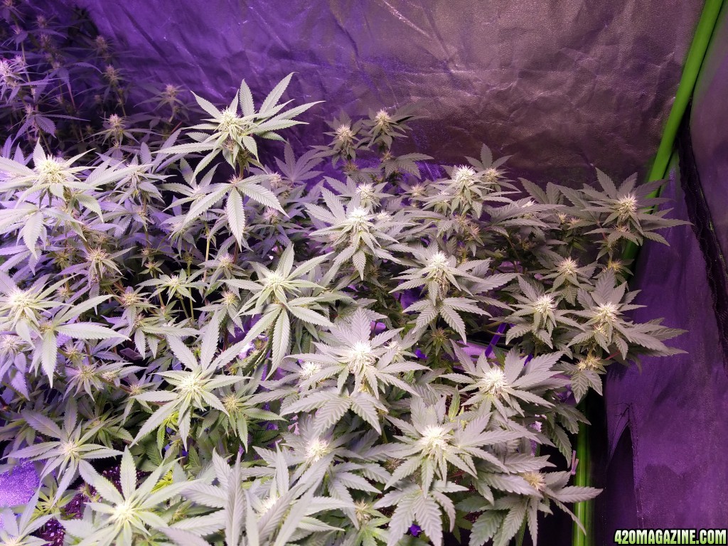 060917_Tent_5_Durban_Poison.jpg