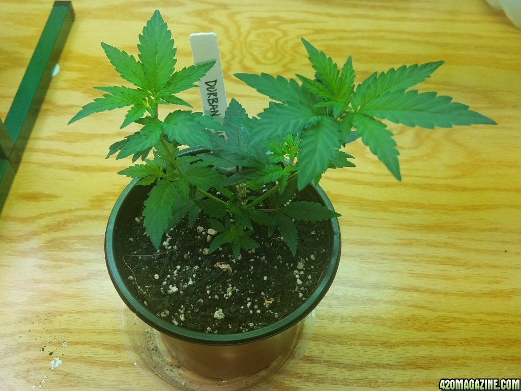 062517_Durban_Poison_1.jpg