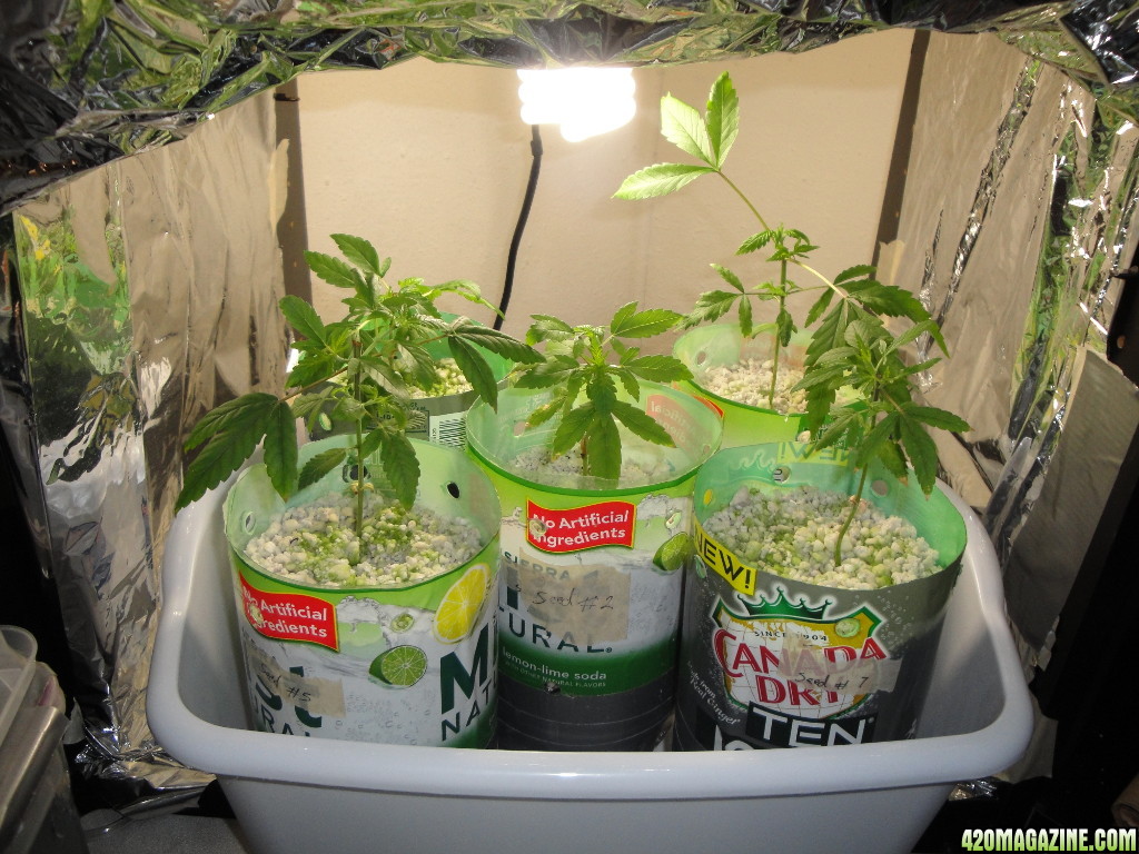 06282013-seedlings.jpg