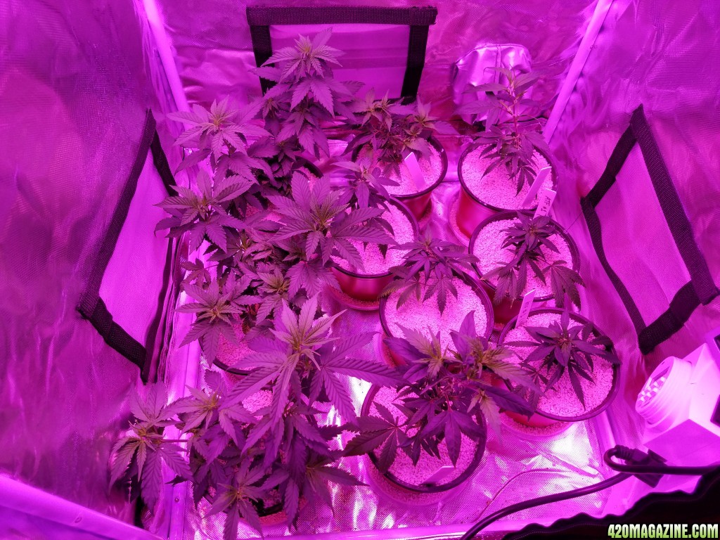 070517_Clones_1.jpg