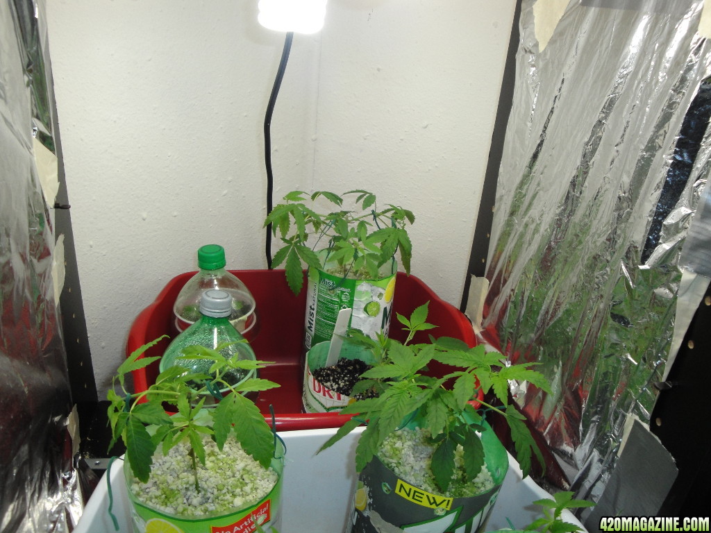 07072013-Seedlings-2.jpg