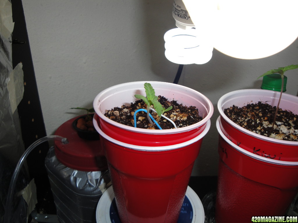 07222013-seedling-clones-2.jpg