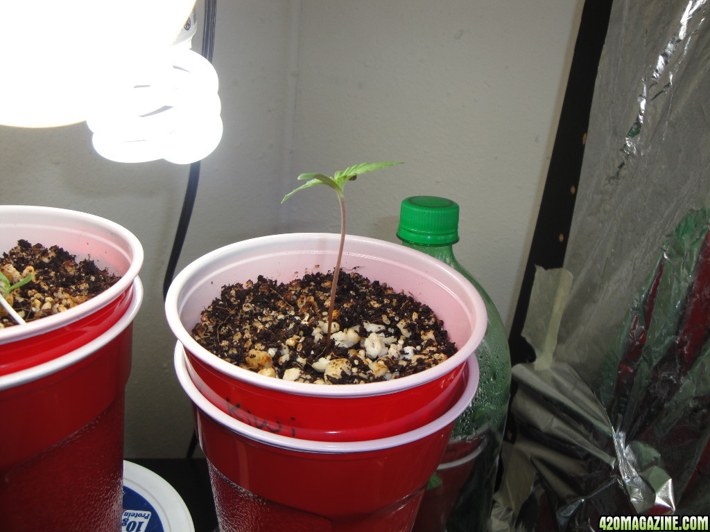 07222013-seedling-clones-3.jpg