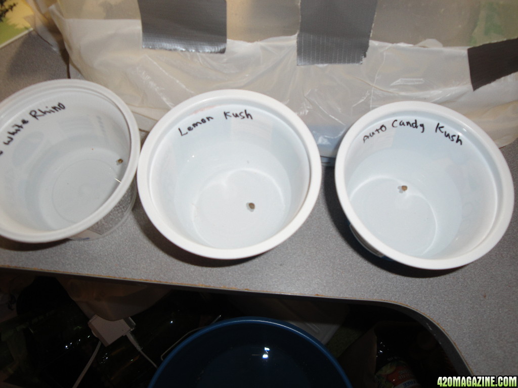 07222013-seedling-clones-4.jpg