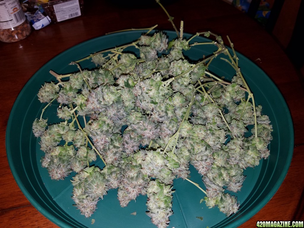 072617_Blue_Kush_Harvest_1.jpg