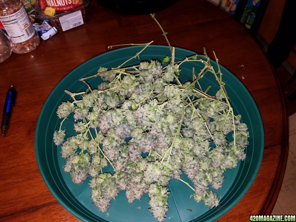 072617_Blue_Kush_Harvest_2.jpg