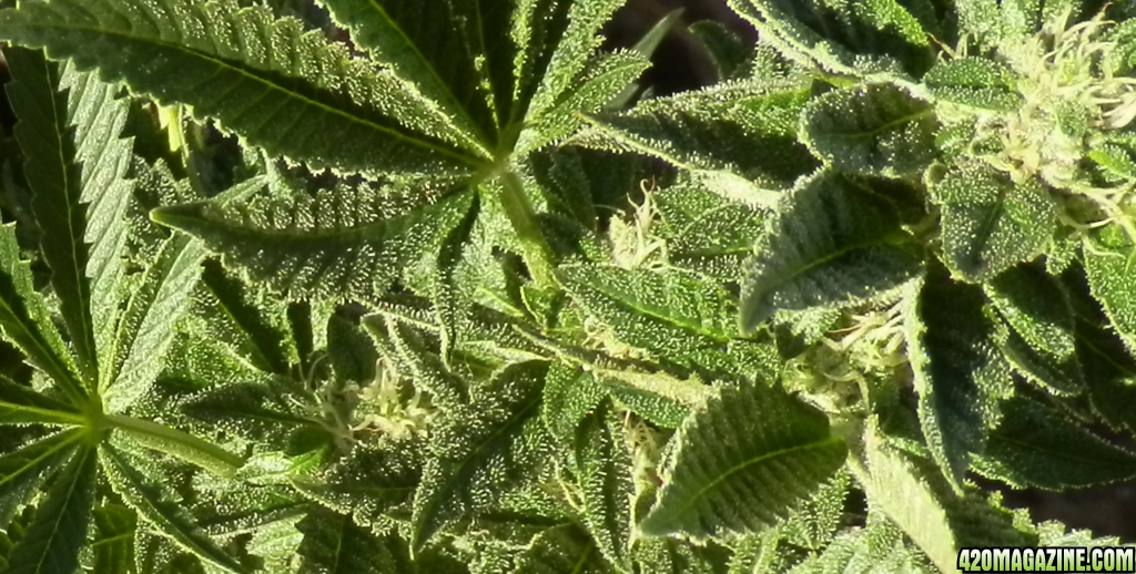 0903TRICHS.png