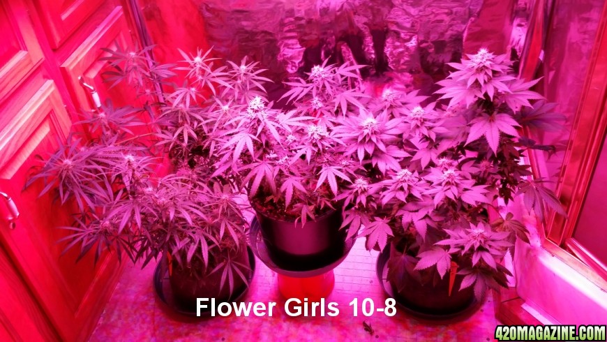 10-8_flower_girls.jpg