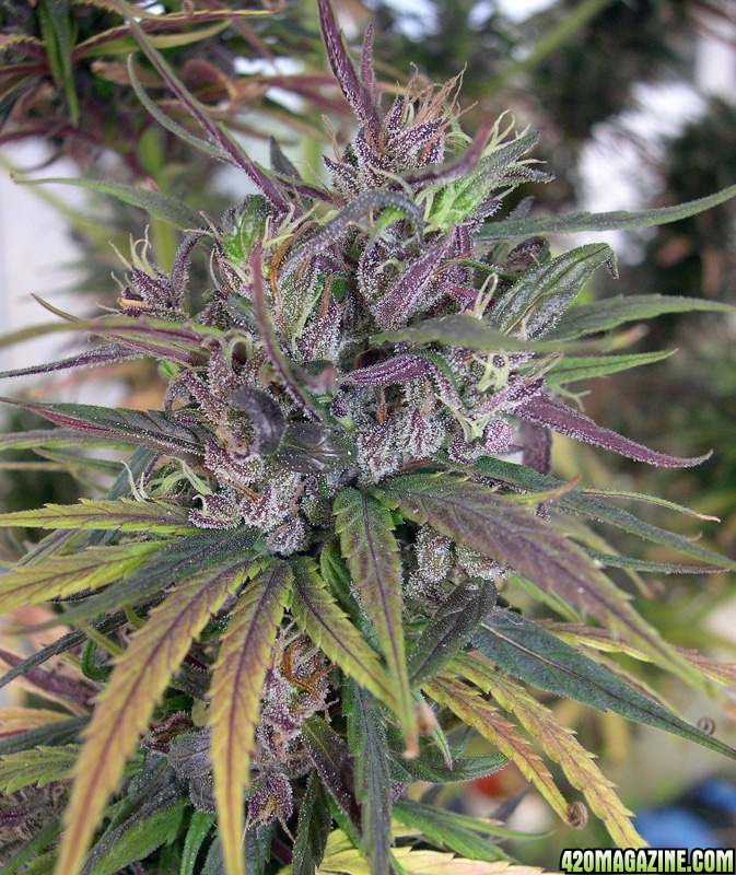 10402haze14female_finished_bud.jpg