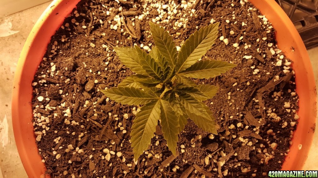 10_day_seedling.jpg