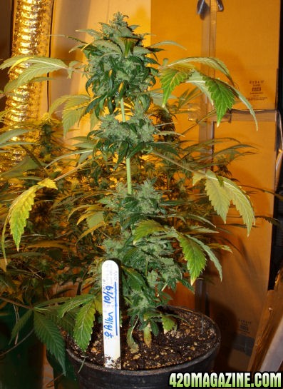 11-13-11_AutoBlueHimalaya_FemPollinatedLate.jpg