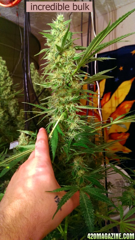 Incredible Bulk (Feminised) - Dr. Krippling Cannabis Seeds