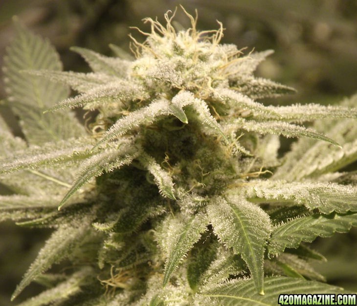 12-06-2011_MataroBlue40dayBud.jpg